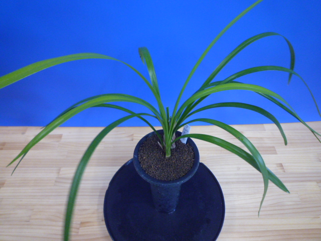 大天賜(だいてんし)紅更紗特大舌 高知県産