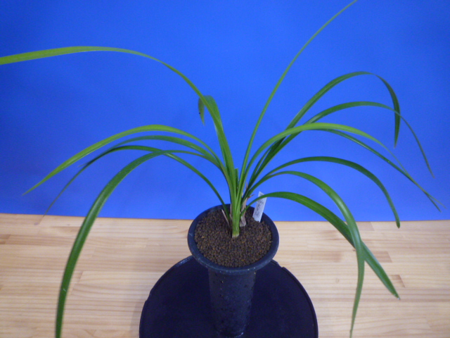 大天賜(だいてんし)紅更紗特大舌 高知県産