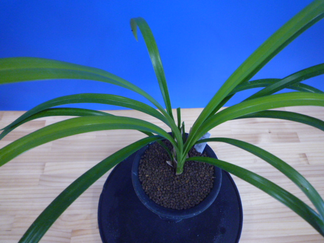 大天賜(だいてんし)紅更紗特大舌 高知県産