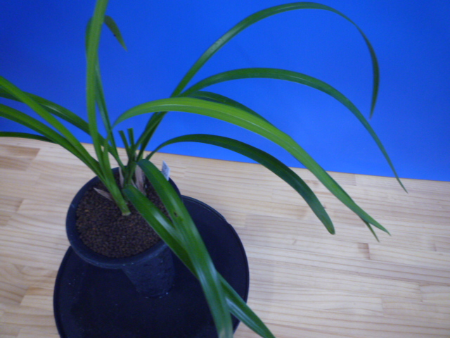 大天賜(だいてんし)紅更紗特大舌 高知県産