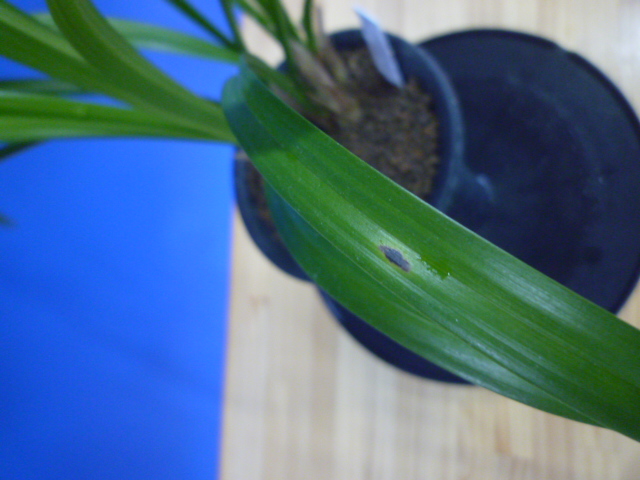 大天賜(だいてんし)紅更紗特大舌 高知県産