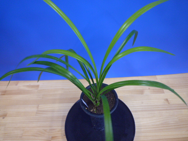 大天賜(だいてんし)紅更紗特大舌 高知県産