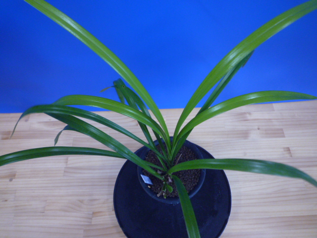 大天賜(だいてんし)紅更紗特大舌 高知県産