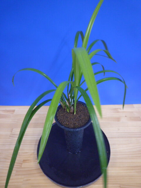 大天賜(だいてんし)紅更紗特大舌 高知県産