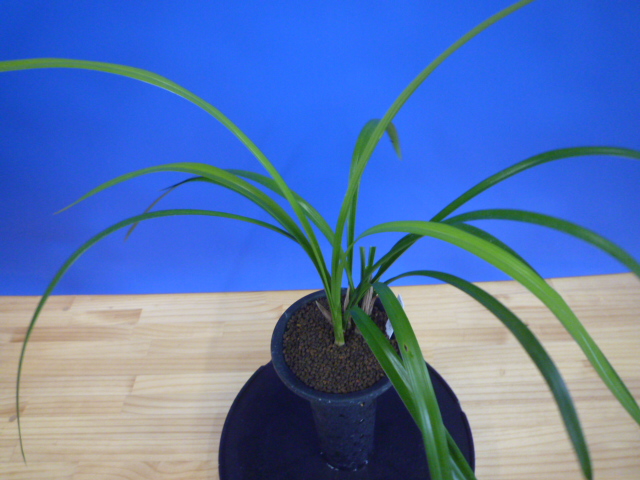 大天賜(だいてんし)紅更紗特大舌 高知県産