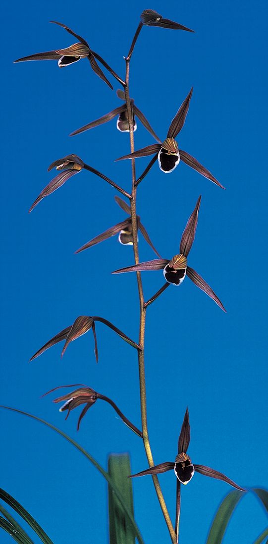 丸姫(まるひめ)更紗ベタ 宮崎県産