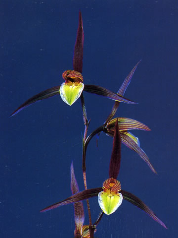 炎(ほのお) 紅大舌無点系 宮崎県産