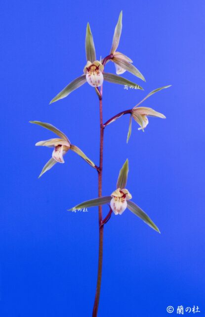 色変わりチャボ　交配種