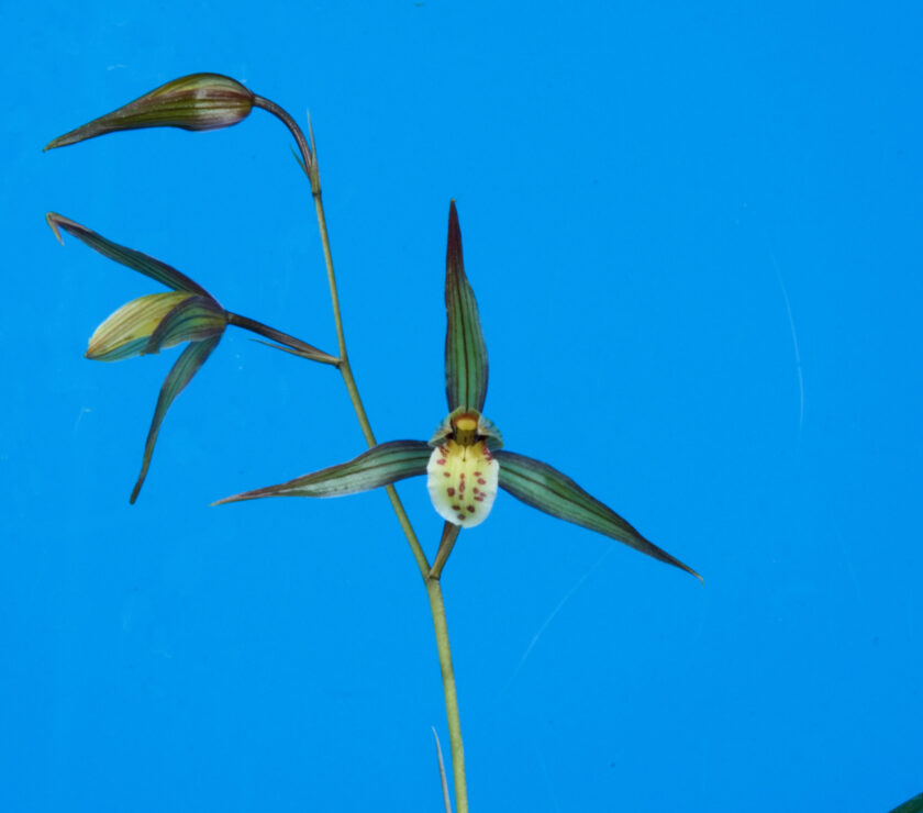 帥光の華（すいこうのはな）紅更紗大輪   和歌山県産