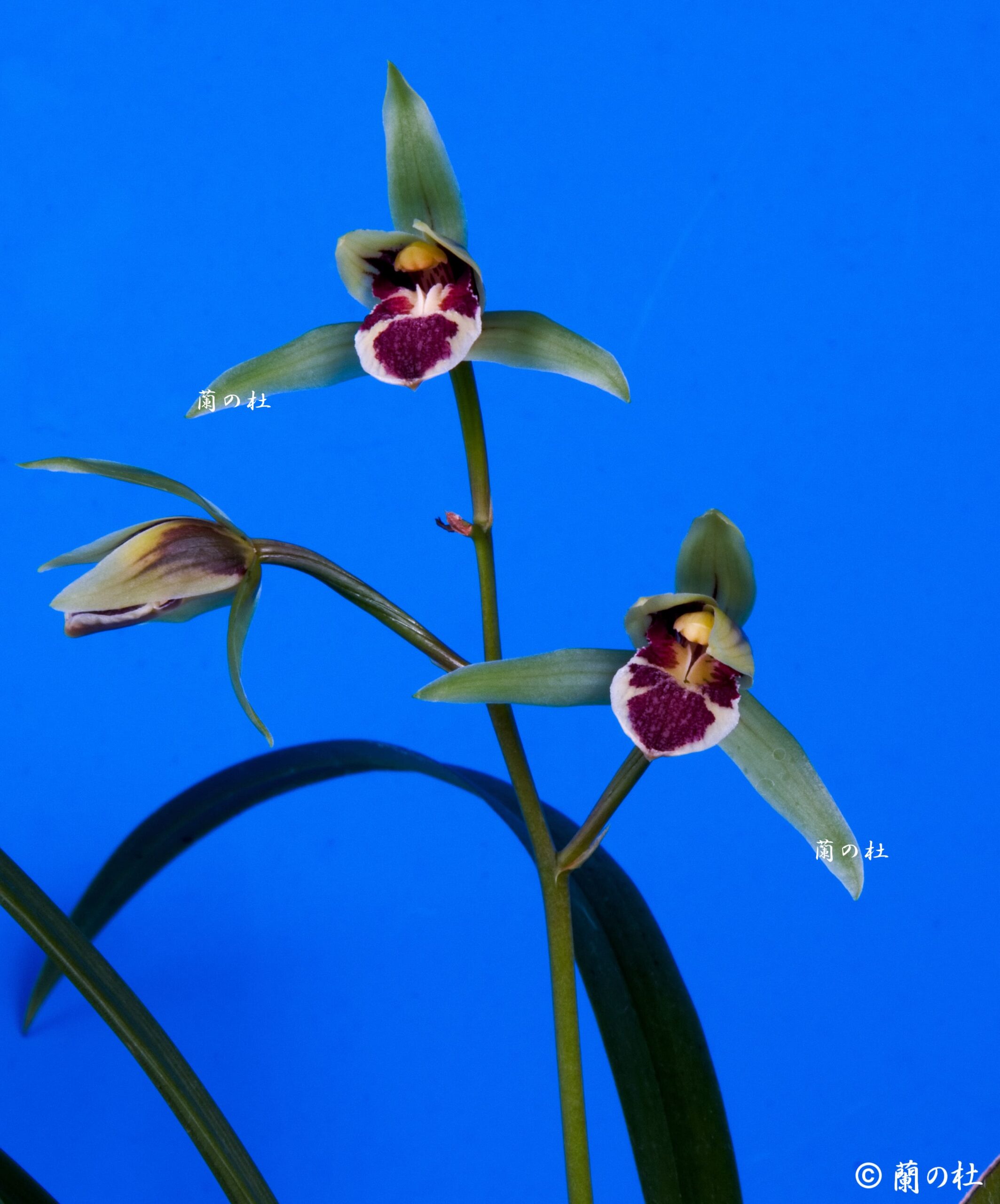 無名   青チャボ大丸舌　交配種