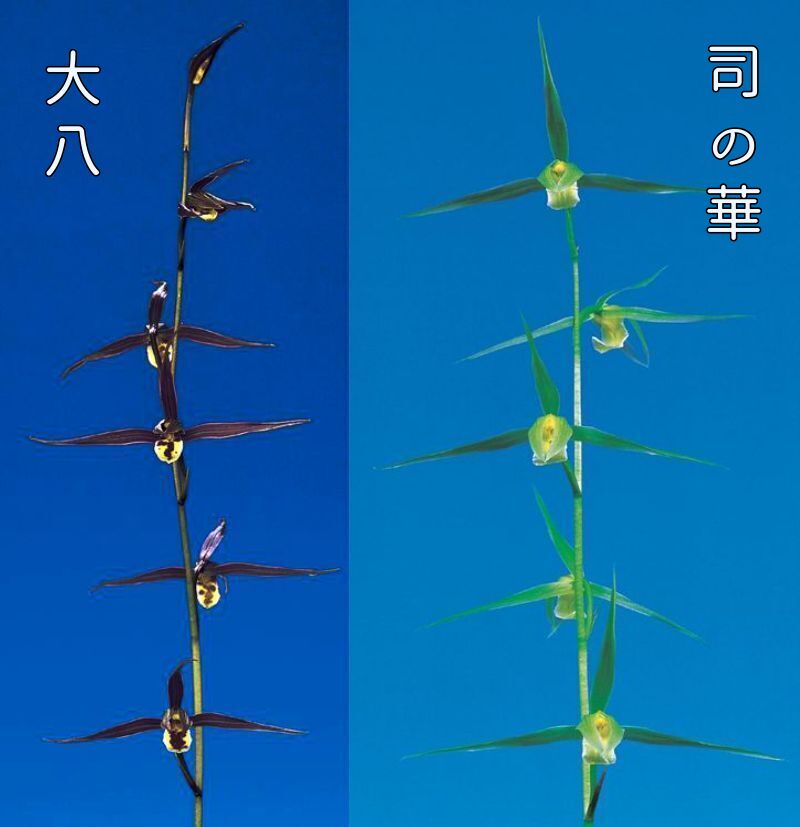 2鉢セット 大八(だいはち)と司の華(つかさのはな)